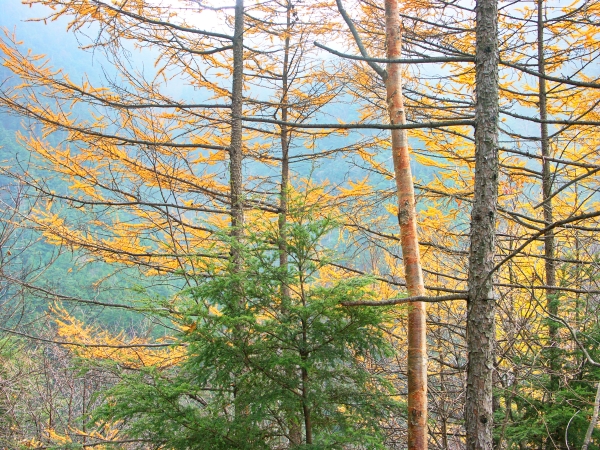 逆光のカラマツ