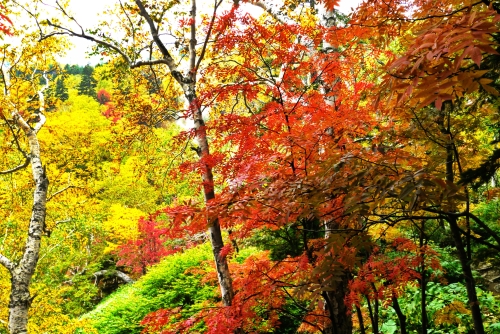 大雪高原沼めぐりスタート