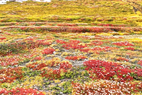 北海岳過ぎた付近