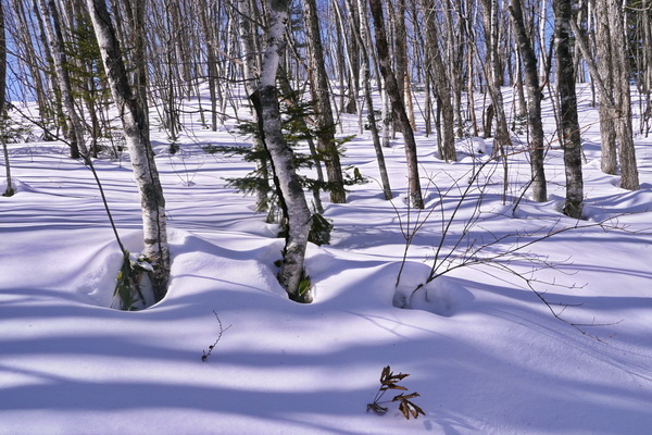 白樺の小道2