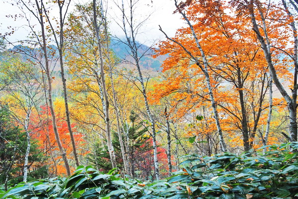 木戸池近くの紅葉