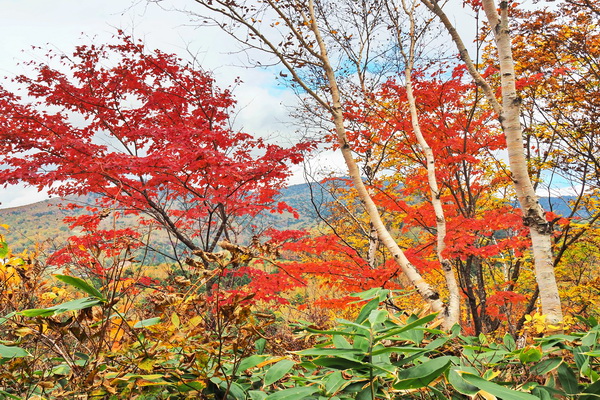 清水新道の紅葉